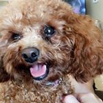 Profile Picture of dixie belle callender (@dixiebcallender) on Instagram