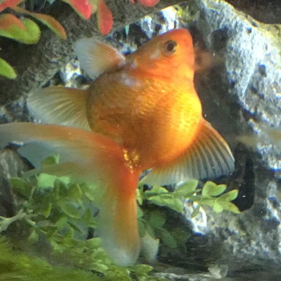 Profile Picture of Richard Gray (@lambsdad4) on Poshmark