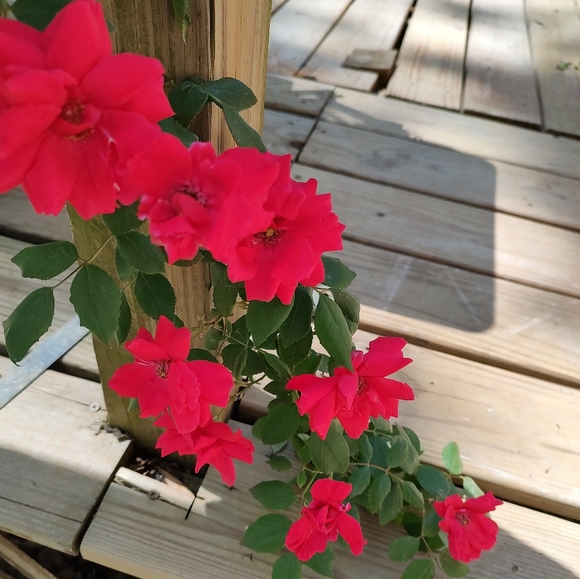 Profile Picture of Julie Isom (@jisom70) on Poshmark