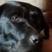 Profile Picture of Michael Holcomb (@thegeneral2753) on Pinterest