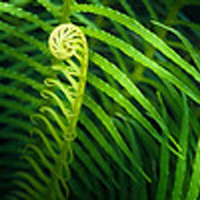 Profile Picture of Alphonso McKay (@AlphonsoMcKay1) on Twitter