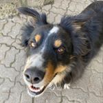Profile Picture of Woody🐾 (@woodyjasonyork) on Instagram