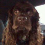 Adam Castleman - Instagram Profile Picture of Adam Castleman (@castlemania82) on Instagram