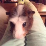 Profile Picture of Richard Parker Guest (@richard_the_pig) on Instagram