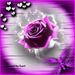 Profile Picture of Lynne Lombardo (@cybil61) on Pinterest
