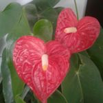 Profile Picture of Libia Rodriguez (@libiarodriguez921) on Instagram