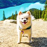 Profile Picture of Oscar Ramos | Pomeranian (@oscardelaramos) on Instagram