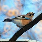 Profile Picture of STEVEN (@stevenpetoczd87) on Instagram