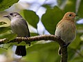 Profile Picture of Rarotonga monarchon Wikipedia