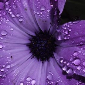 Profile Picture of Dawn Goodman (@dawngoodman24) on Pinterest