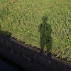 Profile Picture of %u718A %u4F55 (@Bear_Ho) on Flickr