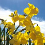 Profile Picture of Paula K C Yuen (@paulakcyuen) on Instagram