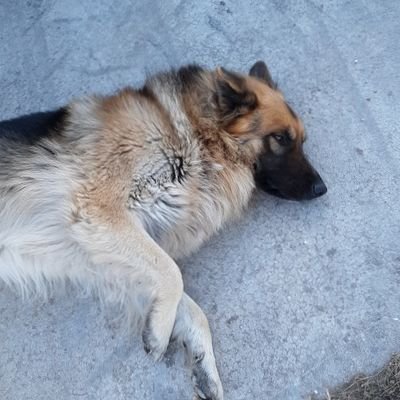 Julian Moss - Twitter Profile Picture of Julian Moss (@julian_mossJuli) on Twitter