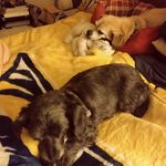 Profile Picture of Stacy Ault (@preds_fan_09) on Instagram