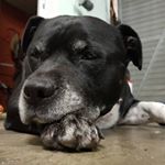 Profile Picture of Paul Tickle (@fatscooter) on Instagram
