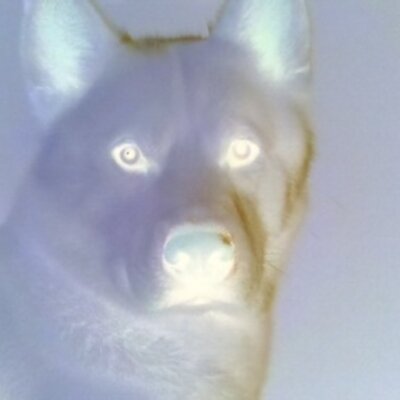 Profile Picture of Kyle Winston (@kwins222) on Twitter