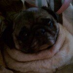 Profile Picture of Marc Pigeon (@moonizzle) on Instagram