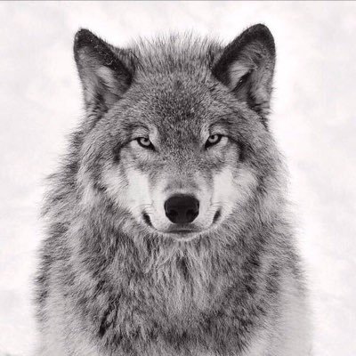 Profile Picture of Beppe Rego (@i_joe_) on Twitter