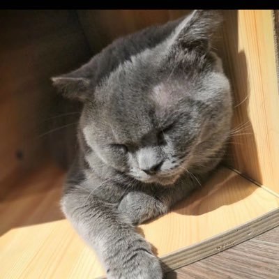 Profile Picture of Alex Yang_IU (@YeungAlexander) on Twitter