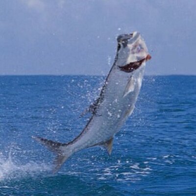 Profile Picture of Bob Nimmo (@tropicalbob2008) on Twitter