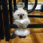 James Lee - Instagram Profile Picture of James Lee (@bingleyblue73) on Instagram