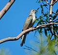 Profile Picture of Brush cuckooon Wikipedia