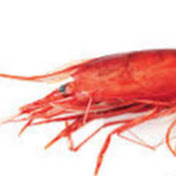 Sean Bee - Youtube Profile Picture of Sean Bee (@seanbee4012) on Youtube