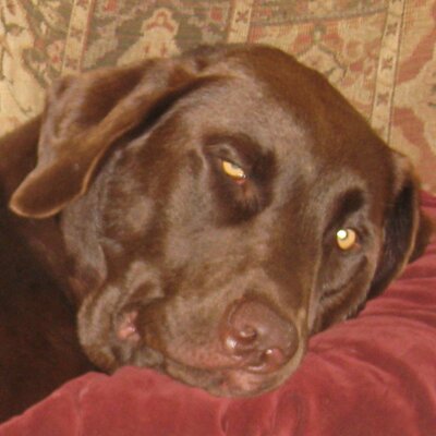 Profile Picture of Randy Marx (@marxrandy) on Twitter