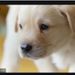 Profile Picture of Audrey McComb (@mcco5288) on Pinterest