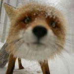 Profile Picture of Jeffery Fox (@jefferyfox7603) on Instagram