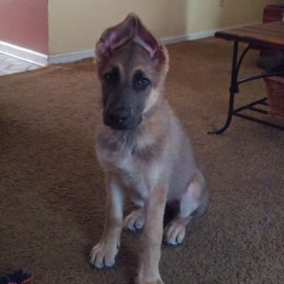 Profile Picture of Mike Redick (@DolphinPARdad) on Twitter