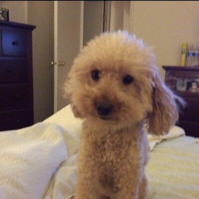 Profile Picture of Howard R (@HowardRosenthal) on Twitter