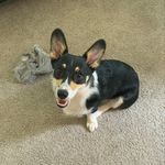 Profile Picture of Chase McCain (@chase_and_juno) on Instagram