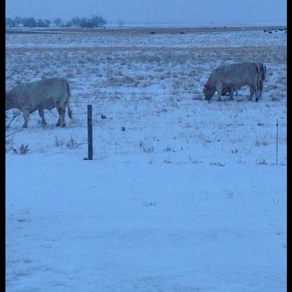 Profile Picture of Janelle Remmich (@remmichj) on Poshmark