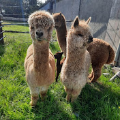 Profile Picture of Carmel Patterson (@carmelpatterson2871) on Youtube