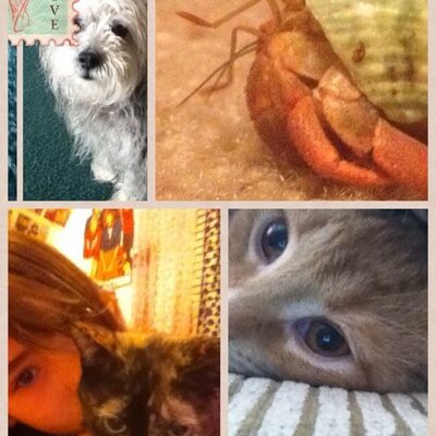 Profile Picture of We Are Pets (@devindenson167) on Twitter