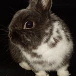 Adam Brož - Instagram Profile Picture of Adam Brož (@mechanik1224) on Instagram