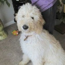 Profile Picture of Kevin Kett (@kett_kevin) on Twitter