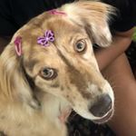 Profile Picture of Beretta (@berettabolsonaro) on Instagram
