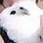 Profile Picture of Rhonda Ledger (@the-mongoose) on Flickr