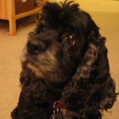 Profile Picture of Paula's Mom (@DashingRabbit) on Twitter