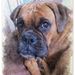 Profile Picture of Kerry Caldwell Lahaina Boxers (@kerry_caldwell) on Pinterest