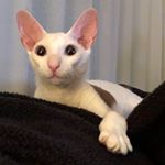 Profile Picture of LilytheCat (@lilycornishrex) on Instagram