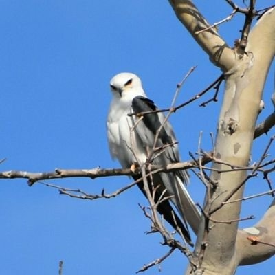 Profile Picture of Crystal Rose (@CRose1135) on Twitter