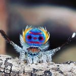 Profile Picture of Maurice Iich Iich (@mau._.rice) on Instagram