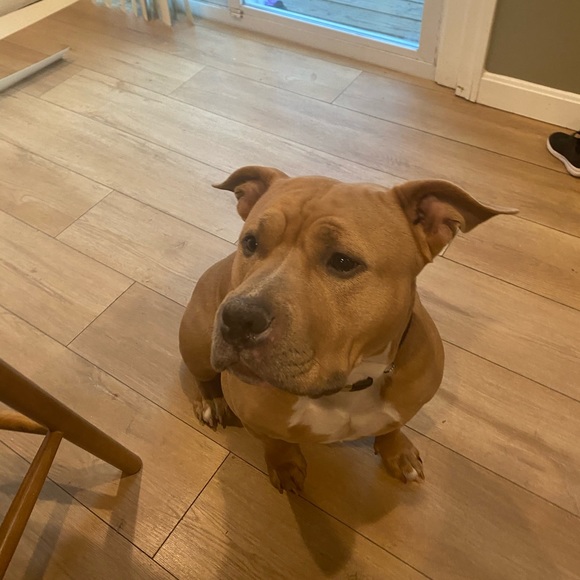 Profile Picture of Daniel Pena (@danielpena826) on Poshmark