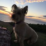 Profile Picture of Bobbie Lacey (@laceybobbie) on Instagram