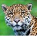 Profile Picture of Carlos Chevez (@carlos.chevez.90813) on Facebook