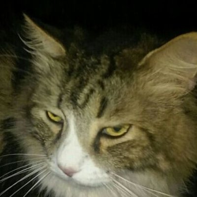 Profile Picture of Logan Malone (@GlennBrooks12) on Twitter