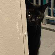 Profile Picture of Pusa (Kot) (@andriikucheruk) on Youtube